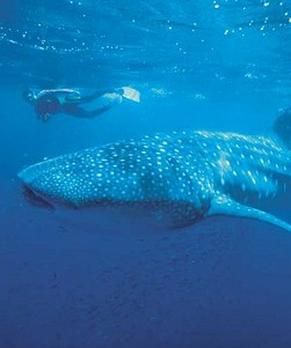 Voyage sur-mesure, Ningaloo Marine Park